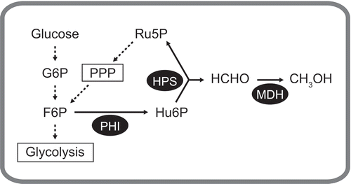 Figure 1. Schematic diagram of the reversed methylotrophic pathway to produce methanol from F6P or glucose in recombinant E. coli cells.