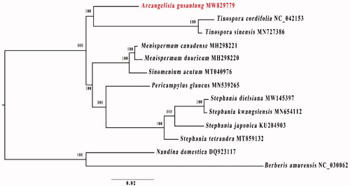 Figure 1. Maximum-likelihood tree based on 13 complete chloroplast genomes of Menispermaceae. Bootstrap support values are shown at the branches. Berberis amurensis and Nandina domestica were set as outgroups.