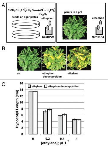 Figure 2 Leaf senescence test and seedling triple-response assay by ethylene directly released from ethephon decomposition without gas handling. (A) Plant materials, seeds or rosette, are placed in a closed container where ethephon decomposition takes place simultaneously. (B) Leaf senescence phenotype for plants respectively treated with ethylene and ethylene directly released from ethephon decomposition. (C) Seedling growth inhibition (80 hr in dark) by ethylene and ethylene released from direct ethephon decomposition.