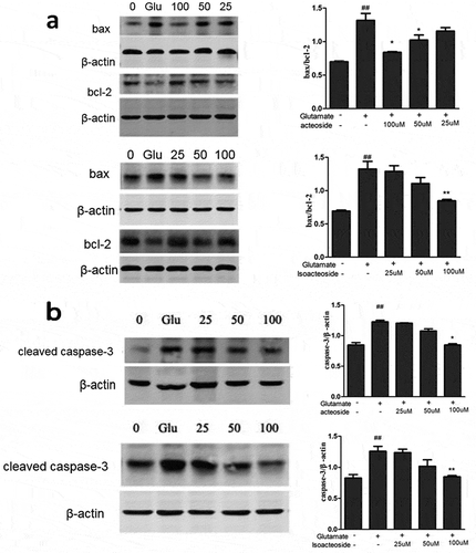 Figure 4. Effects of acteoside and isoacteoside on the changes of protein expression induced by glutamate in PC12 cells. (a), Assessment of Bcl-2, Bax protein levels and the ratio of Bax/Bcl-2 by western blotting. (b), Relative level of activated caspase-3 subunit. ##P < 0.01 vs control; *P < 0.05, **P < 0.01 vs glutamate group.