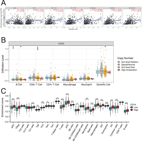 Figure 3 Correlation between CD1A Expression and Immune Cell Infiltration in COAD. (A) Significant correlation of CD1A expression with the infiltration levels of B cells, CD8+ T cells, CD4+ T cells, macrophages, neutrophils, and dendritic cells in COAD. (B) Impact of CD1A CNV on the infiltration levels of CD8+ T cells, B cells, and dendritic cells in COAD. (C) Comparative analysis of immune cell subtype proportions in groups with high versus low CD1A expression.