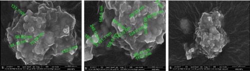 Figure 2 SEM micrograph of PEG-PLA ANS-NPs showing the NPs in the aggregate form.Abbreviations: SEM, scanning electron microscopy; ANS, anastrozole; NPs, nanoparticles.