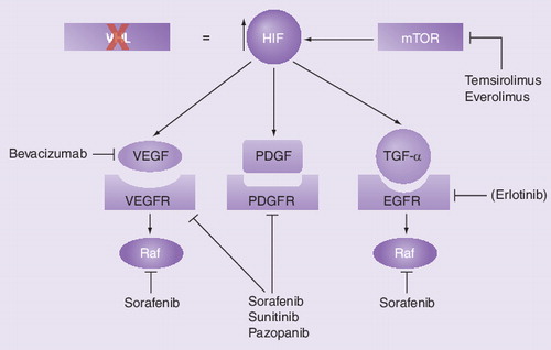 Figure 1. Selected targeted agents in metastatic renal cell carcinoma.EGFR: EGF receptor; HIF: Hypoxia inducible factor; PDGFR: PDGF receptor; Raf: Rapidly growing fibrosarcoma; VEGFR: VEGF receptor; VHL: Von Hippel–Lindau protein complex.Adapted from Citation[15] (erlotinib is not included in this review).