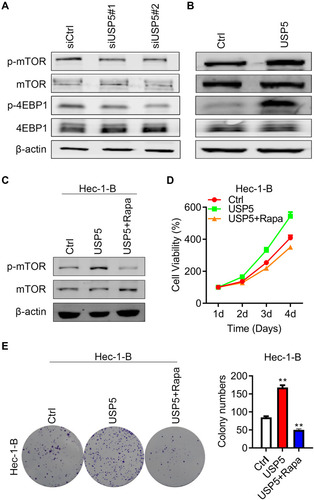Figure 7 USP5 promotes cell proliferation by activating mTOR/4EBP1 pathway. (A and B) Western blots were performed to check the expression of mTOR and 4EBP1, and their phosphorylation level after USP5 transient knockdown (A) or overexpression (B). (C) Western blots were performed to check the expression of mTOR and their phosphorylation level after USP5 overexpression and combined treated with rapamycin. (D) Cell growth curves were analyzed in Hec-1-B cells after USP5 overexpression treated with or without rapamycin. (E) Formations of colonies were observed in Hec-1-B cells after USP5 overexpression treated with or without rapamycin. Representative graphs and statistical analysis of percentages are shown. **p<0.01, compared to vector control by unpaired t-test.