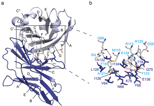 Figure 3. The structure of PD-1-PD-L1.