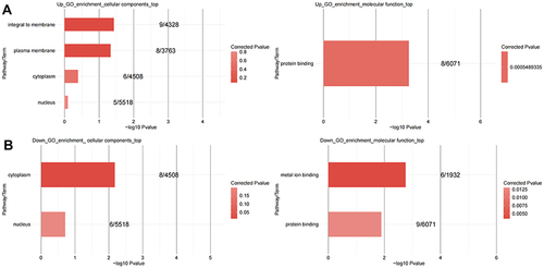 Figure 2 The gene oncology (GO) enrichment analysis of differentially expressed genes. (A) GO analysis of up-regulated genes. (B) GO analysis of down-regulated genes. The top 10 terms are shown. The enriched GO term in the molecular function of up-regulated differentially expressed genes was mainly protein binding, and, in the cellular component, it was cell membrane. There was no enriched term with respect to the biological process. The molecular functions of down-regulated differentially expressed genes are mainly enriched in ion binding, cellular components are mainly enriched in cytoplasm, and biological processes are mainly enriched in response to viruses.