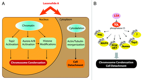 Figure 10. Summary of Lasonolide A-induced cellular effects and proposed target of Lasonolide A (TOL) associated with premature chromosome condensation (See Discussion for details). (A) Summary of LSA-induced PCC-associated cellular events. (B) Hypothetical protein phosphatase(s) as TOL, regulating PCC, cell rounding and attachment and, ultimately, cell death upon prolonged exposure to LSA.