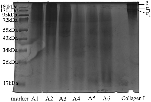 Figure 1. SDS-PAGE patterns of different molecular weight gelatin extracted from the Yak skin.Marker: Molecular weight marker; Collagen I: Type I collagen from calf skin.