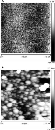 Figure 6 AFM images of mica surfaces, to show the smallest particles: (A) freshly cleaved mica surface, vertical scale 2 nm and (B) surface functionalized with CHX-HMP-0.5, vertical scale 30 nm.Abbreviations: AFM, atomic force microscopy; CHX-HMP-0.5, chlorhexidine hexametaphosphate (0.5 mmol L−1).