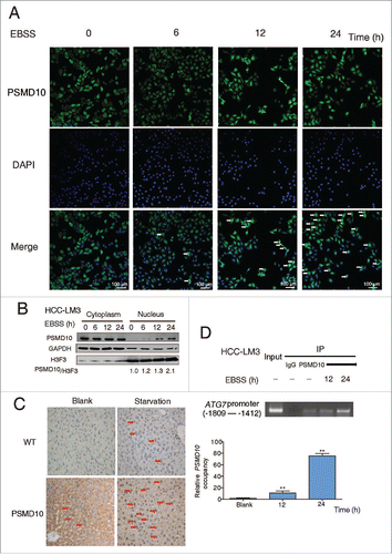 Figure 4. PSMD10 translocates into the nucleus and binds to the promoter of ATG7. (A) Figure 4. PSMD10 translocates into the nucleus and binds to the promoter of ATG7. (A) Nuclear translocation of endogenous PSMD10 in HCC-LM3 was detected by immunostaining with anti-PSMD10 antibody after EBSS starvation for different time points as indicated. Arrows indicate nuclear localization of PSMD10. (B) Cell fractionation from HCC-LM3 cells was performed to analyze the cellular localization of endogenous PSMD10. Histone H3 and GAPDH were assessed as loading controls for nuclear and cytoplasmic proteins, respectively. (C) Liver tissues from fasting Psmd10-transgenic mice or littermates were immunostained for PSMD10. Representative pictures are shown. Arrows indicate nuclear expression of PSMD10. (D) ChIP assay covering the region of the ATG7 promoter from −1809 to −1412 was performed to measure the binding activity of PSMD10 to the ATG7 promoter in HCC-LM3 cells after EBSS starvation for 12 or 24 h (upper panel). Quantification of the ratio of PSMD10 binding to IgG (lower panel). Data represent the mean ± SD of 3 independent experiments (**P < 0.01).