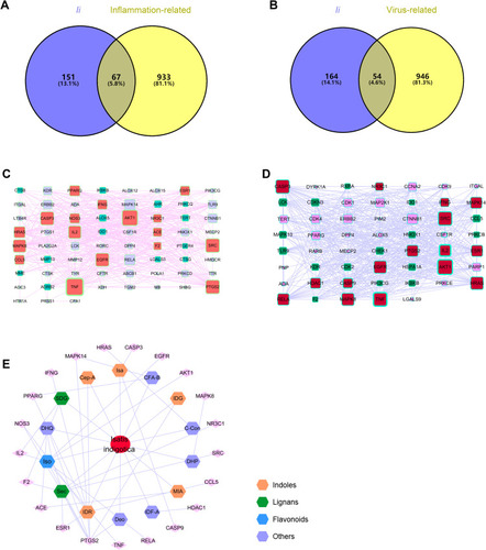 Figure 4 Venn diagram of Ii and anti-inflammatory (A)/anti-viral (B). Major hubs were screened through PPI analysis for anti-inflammatory (C) and anti-viral (D) effects of the herb. A herb-active ingredient-target network was finally constructed (E).