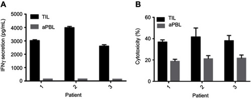 Figure 4 Comparison of TIL and aPBL on IFN-γ secretion and anti-leukemia reactivity. (A) AML TIL and AML aPBL of patients 1, 2, and 3 were co-cultured with autologous AML cells in triplicate. (B) AML TIL and AML aPBL were co-cultured with K562 cell line in triplicate.Abbreviations: aPBL, activated peripheral blood lymphocytes; AML, acute myeloid leukemia; TIL, tumor-infiltrating lymphocytes.