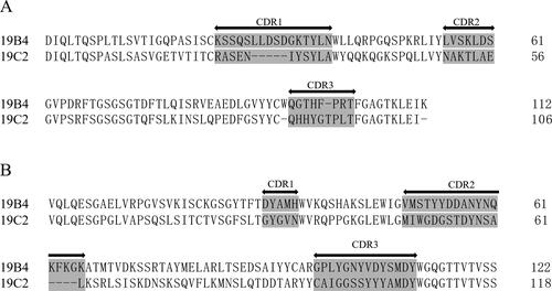 Figure 3. Alignments of amino acid sequences of the (A) light- and (B) heavy-chain regions of monoclonal antibodies (mAbs) 19B4 and 19C2. Complementarity-determining regions (CDRs) are shaded gray.