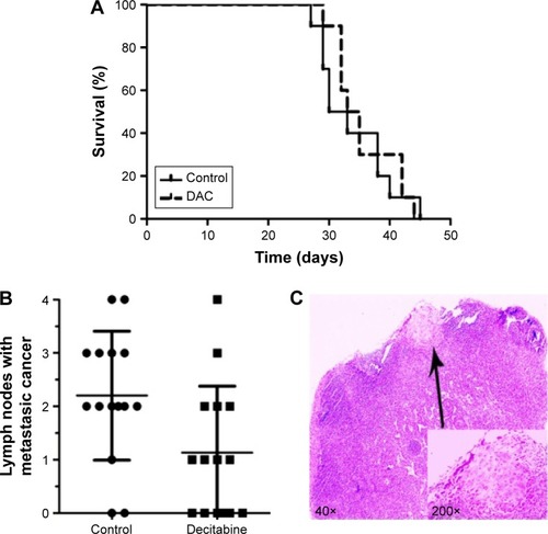 Figure 7 DAC reduces lymph node metastasis in PC9 xenograft model.