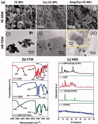 Figure 2. (a) SEM (top-order) and TEM (bottom-order) micrographs of the prepared (i) CS NPs, (ii) Cur-CS NPs, and (iii) Amp/Cur@CS NPs to exhibit the morphological structure; the FTIR (b) and XRD (c) analysis for chemical structural interactions and phase purity of the prepared CS NPs, Cur-CS NPs, and Amp/Cur@CS NPs.