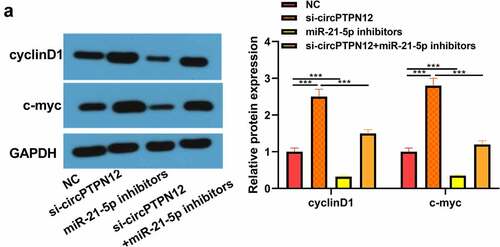 Figure 5. Silencing circPTPN12 targeted miR-21-5p/SMAD7 axis and activated the Wnt pathway to strengthen keloid fibroblasts’ growth. (a) The protein levels of cyclinD1 and c-myc were induced after silencing circPTPN12, while partly reversed by inhibition of miR-21-5p in keloid fibroblasts. Data were shown as mean ± SD.*** P < 0.001.