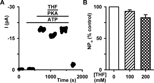 Figure 6.  THF is without effect on CFTR following PKA-dependent phosphorylation in an excised membrane patch. (A) Time-course of CFTR Cl− current in an excised inside-out membrane patch from a C127 cell expressing wild-type CFTR. During the periods indicated by the bars ATP (1 mM), PKA (75 nM) and THF (100 mM) were present in the intracellular solution. (B) NPo of wild-type CFTR following phosphorylation with PKA in the absence and presence of THF (100–200 mM). NPo values measured in the presence of THF are expressed as a percentage of control values recorded in the absence of the drug. Columns and error bars are means + SEM (n=6). Other details as in Figure 5.