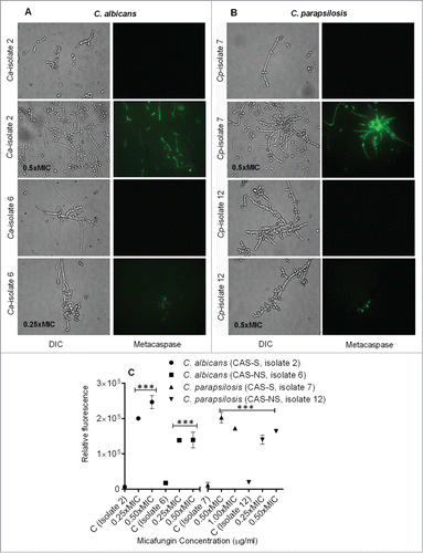 Figure 6. Caspase-like activity in CAS-S and CAS-NS C. albicans and C. parapsilosis strains treated with MICA. Fluorescence images of CAS-S and CAS-NS strains of C. albicans (A) and C. parapsilosis (B) treated with MICA and stained with CaspACE FITC-VAD-FMK. (C) Relative fluorescence of CAS-S and CAS-NS C. albicans and C. parapsilosis sessile cells stained with CaspACE FITC-VAD-FMK. DIC: differential interference contrast; Ca: C. albicans; Cp: C. parapsilosis; C: untreated control. ***P < 0.0001 (compared with untreated control).