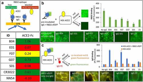 Figure 4. Antibody interference with binding of SARS-CoV-2 spike protein’s receptor-binding domain (RBD2) to ACE2. Presented are data for five anti-RBD2 antibodies (B04, E01, F07, G07 and S01) along with controls. A heat map plot of SPR data (A) depicts normalized ACE2-Fc binding to RBD2 captured by immobilized antibodies. The green, red and yellow cells indicate non-competing, competing and mildly competing binding relationships, respectively. Antibodies CR3022 and NN54, known to not compete and compete with ACE2, respectively, were included as controls. (B & C) Evaluation of the effect of the antibodies on interaction between HEK cells constitutively expressing ACE2 (HEK-ACE2) and RBD2-sfGFP chimera (green fluorescence). Both panels provide three pieces of information: a graphical representation of the experimental design, quantitative fluorescence data in bar graph format (error bars show standard deviation of triplicate experiment) and representative microscopy images for each of the antibodies. Data obtained without IgGs (only RBD2sfGFP) and anti-influenza M2 IgG Z3 were used as a positive control for absence of inhibition (B) and binding (C). Binding to HEK ACE2 cells in the absence of RBD2sfGFP was used as specificity control (C, bar graph)Upper left corner provides a graphical representation of SPR assay (light orange rectangle with blue arrows going towards and outwards) involving IgG (black Y shape), RBD2 (blue polygon), and ACE2 Fc (yellow oval). In this assay, immobilized IgGs were allowed to bind to RBD2, followed by ACE2. If the RBD2 epitope for ACE2 is free, then the yellow oval attaches to black Y – blue polygon complex. However, if the IgG occupies the ACE2 binding epitope and blocks the interaction, the yellow oval is shown unbound. Lower right corner provides the SPR colored bins similar to the description for Figure 3. The data shows B04, G07, and CR3022 as green indicating that they allow simultaneous binding of IgG and ACE2 when incubated with RBD2. E01, S01, and NN54 antibodies are shown with red shades indicating that they block ACE2 binding when complexed with RBD2. IgG F07 is shaded yellow indicating intermediate value for blocking of ACE2 binding. Figure 4B provides three sets of information; a graphical representation of the assay (right), microscopy images of cells (bottom row) and a bar graph providing quantitative values corresponding to the images. Here, RBD2-sfGFP chimera is depicted as blue polygon and green cylinder, IgG is represented as black Y shaped molecule, HEK-ACE2 cells as black square with yellow oval (ACE2). For the data shown in Figure 4B the pre-incubated IgG-RBD2 sfGFP (black Y-blue polygon-green cylinder) was added to HEK-ACE2 cells. If the IgG did not block the binding to cell surface ACE2, the RBD2-sfGFP was captured by ACE2 resulting in green fluorescent cells. However, if the IgG blocked ACE2-RBD2 interaction, the cells would not be fluorescent. A small square image of fluorescent and non-fluorescent microscopy images are given indicating non-blocking and blocking interactions. The bottom panel for Figure 3B shows microscopic images for No IgG (cells are fluorescent), IgG B04 (cells are fluorescent), IgG E01 (cells are non-fluorescent), IgG F07 (cells are fluorescent), IgG G07 (cells are fluorescent), IgG S01 (cells are non-fluorescent), IgG Z3 (cells are fluorescent). The bar graph on the right hand side of Figure 4B shows highest amount of fluorescence for no IgG control and lowest amount of fluorescence for IgG S01. The other antibodies from highest to lowest are B04, F07, G07, Z3, and E01. Figure 3C also has three sections: a graphical depiction of the assay (left), microscopic images of cells (bottom), and bar graph providing quantitative data (right). In this assay (as shown on left), HEK cells expressing ACE2 (shown as black square with yellow oval on top) are bound to RBD2-sfGFP (blue polygon-green cylinder). This complex is incubated with PE labeled IgG (red Y with attached red polygon). If the IgG-PE binds to the cell bound RBD2-sfGFP then the cells will have yellowish-orange color of co-localized signal. If the IgG-PE complex is blocked from binding the cells will remain green fluorescent. The bottom panel shows microscopic images for RBD2-sfGFP (no IgG) as green fluorescent cells, bright yellow fluorescence for cells incubated with IgG B04 F07 and G07, green fluorescence for cells incubated IgG E01, IgG S01, and Z3. The bar graph on the lower right shows PE fluorescence of bound IgG on y-axis and IgGs on the x-axis. Blue bars represent IgG binding to HEK-ACE2 + RBD2 sfGFP and orange bars indicate binding to HEK-ACE2 cells only (in the absence of RBD2-sfGFP). Both bars are at low background level for no IgG control. For IgG B04, F07, and G07, a high blue bar and low orange bar are shown. For IgG E01, IgG S01, and Z3, both blue and orange bars are low, similar to the no IgG control.