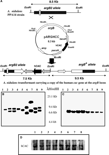 Figure 1.  Identification of A. nidulans transformants expressing a mutant version of the human cac cDNA at physiological level. (A) Schematic representation of the integration at the chromosomal argB locus of a single-copy of plasmid pARGHCC that enables expression of hCAC with a defined mutation in its RX2PANAAXF motif. Chromosomal and plasmid EcoRI sites are indicated. The EcoRI fragment of A. nidulans PPA14 (recipient strain) and the two EcoRI fragments of argB+ single-copy transformants detected by the argB probe used are shown by arrows. Sizes of these fragments are also given. Mutation at the argB2 loci is indicated by an open box. (B) Southern blotting of genomic DNA from PPA14 (ΔacuH; argB2) (lane1) and argB+ transformants (lanes 2–9) digested with EcoRI and hybridized with an 1.7-kb HindIII internal fragment of the A. nidulans argB gene. In this blot, transformants in lanes 2, 3 and 9 contain a single-copy of the cac transgene that encodes the R275K mutant hCAC. (C) Confirmation that previously selected argB+ single-copy transformants contain one copy of the human cac transgene was performed by Southern blotting using the cac cDNA as a probe. In this analysis, the PPA14 strain (lane 1) was employed as negative control, whereas correct transformants (lanes 2–9) give a 7.5-kb hybridization band. (D) Wild-type and mutant hCACs are similarly expressed and localized in A. nidulans mitochondria, as confirmed by Western blotting. A. nidulans cells expressing wild-type hCAC (lane 1) or the R275K (lane 2), P278G (lane 3), A279G (lane 4), N280Q (lane 5), A281G (lane 6), A282G (lane 7) and F284G (lane 8) mutated versions were grown for 20 h on 0.3% sucrose + 0.1 M acetate minimal medium and used to obtain a 17000 g mitochondrial-enriched fraction. Proteins (20 µg) from this fraction were separated on SDS-PAGE, blotted onto nitrocellulose membranes and immunodetected with specific anti-CAC antibodies.