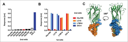 Figure 6. Delineating toxin binding sites of mAbs by competition studies. Binning of antibodies was performed by BLI/fortéBio by coating anti-human capture sensors with “1st mAbs," followed by addition of Hla; antibody competition was assessed by detecting binding of indicated “2nd mAbs” (A, B). (A): 1st mAb: Hla-F#5, 2nd mAbs as indicated. (B): 1st and 2nd mAbs as indicated. (C): The epitopes of LC10 and LTM14 mAbs are shown in orange and blue, respectively, based on published data in the Hla structural model, shown in green.Citation11,Citation31,Citation32