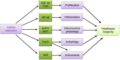 Figure 1 Calorie restriction (CR) impacts various cellular pathways and induces responses of the whole organism, leading to a more efficient metabolism, a higher protection against cellular damage, and the activation of remodeling mechanisms, whereas less efficient metabolism and synthetic pathways are blocked. CR inhibits processes involved in cell proliferation and glycolysis by blocking IGF-1 receptor-dependent pathways and TOR-dependent activities. CR exerts an anti-inflammatory effect by inhibiting nuclear factor-kB (NF-kB) activity. CR also decreases the production of ROS and increases mitochondrial biogenesis through different pathways (AMPK, sirtuins, and eNOS) leading to an improved mitochondrial physiology. The CR-induced activation of FoxOs implies the resumption of autophagy and mitophagy and the risen expression of antioxidants. CR also evokes activation of the nuclear factor (erythroid-derived 2)-like 2 (Nrf2) that increases the expression of mitochondrial and cell antioxidant enzymes. Any of these processes participates in the CR-related increase in improving healthspan and longevity.