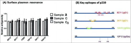 Figure 4. Comparable antigenicity of different HEV p239 VLP samples was determined using an SPR method with 6 different mAbs. (A) The RU ratio for p239 VLPs (△RUAg) binding to a given amount of captured mAbs (△RUAb) was tracked (rRU=△RUAg/△RUAb). The relative antigenicity was calculated by normalizing the rRU value of each sample (Samples a, c and c0) to the native p239 VLP (Sample a). (B) The key conformational and linear epitopes on the surface of HEV p239 VLPs recognized by different mAbs are illustrated.