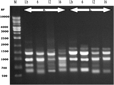 Figure 4. Polymerase chain reaction (PCR) amplification products obtained with a random amplified polymorphic DNA (RAPD) of Lavender (L. dentata L.). (a) Primer (OPG-10) and (b) Primer (OPF-05). Lane M – 1 kb DNA Marker (500 bp to 10 kbp), Lane Lb represents control (none preserved) plant and lanes 6 and 12 represent preserved plantlets