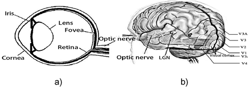 Figure 2. Physiological structure diagram of visual attraction behavior (Torun et al. Citation2020). (a) Physiological figure of eyeball. (b) Physiological figure of human brain.