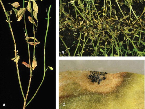 Fig. 1 (Colour online) a, Premature leaf drop in lentil indicating the presence of initial inoculum of Colletotrichum lentis in the field. b, Lentil plant with lesions on stems and leaflets. c, Close-up of a leaf lesion with microsclerotia, setae and acervuli of C. lentis.