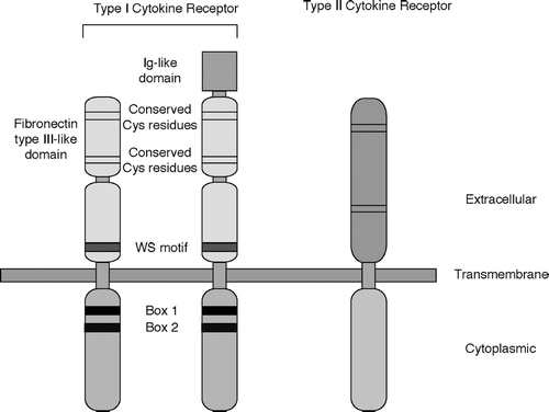 FIG. 1 Schematic structure of Type I and Type II cytokine receptors. Ig-like domain: immunoglobulin-like domain; Cys: cysteine; WS motif: WSXWS sequence (W: tryptophane; S: serine; X: non-conserved amino acid).