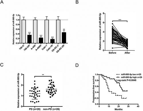 Figure 1. Sunitinib treatment decreases miR-885-5p expression and correlates with clinical outcome in ccRCC. (a) Relative expression of miR-885-5p in sunitinib-resistant ccRCC cell lines and their parental cell lines; (b) Relative expression of miR-885-5p in ccRCC patients before and after sunitinib treatment; (c) Relative expression of miR-885-5p in ccRCC patients with PD (n = 28) or non-PD (n = 26) during sunitinib treatment; (d) Kaplan-Meier analyses of the correlation between miR-885-5p expression level and progression-free survival of 54 patients. Results are showed as mean ± SD or min to max of three independent experiments. **P < 0.01, ***P < 0.001.