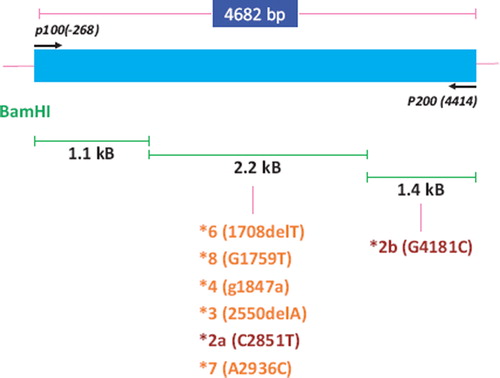 Figure 1. Schematic diagram of the genomic locus of cytochrome P4502D6 and the location of the various SNPs of interest.