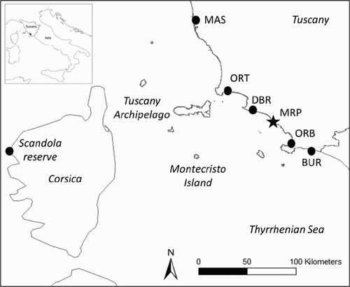 Figure 1. Geographical location and abbreviations of the main sites along the coastal wetlands system in Tuscany: black dots from North to South of Tuscany, Massaciuccoli Lake (MAS), Orti-Bottagone Marsh (ORT), Diaccia Botrona Nature Reserve (DBR), Orbetello Lagoon (ORB) and Burano Lake (BUR). Black star: Maremma Regional Park (MRP = release site). The islands of the Tuscany Archipelago and the Scandola Reserve (black dot) in Corsica are also shown.