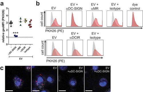 Figure 4. Schistosomula EVs are internalised via interactions with CLR DC-SIGN.