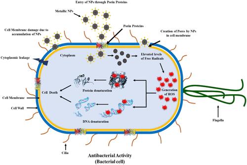 Figure 5 Schematic diagram showing the mechanism of antibacterial activity of functionalized metallic nanoparticles [Image Courtesy: 166. Under CC-BY license].