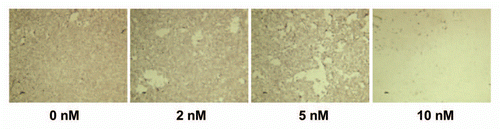 Figure 2 Modified Boyden chamber assays show decreased in vitro cell motility of Pa20C cells after treatment with SCH727965 for 72 h.