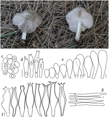Figure 5. Pluteus shikae. (a, b) Basidiomata. (c) Basidiospores. (d) Basidia. (e) Pileipellis elements. (f) Pleurocystidia. (g) Cheilocystidia. Scale bars 10 μm. All drawings from the specimen no. 148 (OKA) (photo and line drawings by O. Kaygusuz).