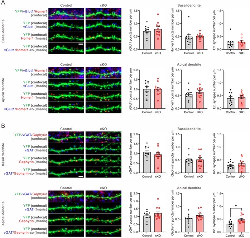 Figure 3. Excitatory and inhibitory synaptic densities in CA1 pyramidal neurons of 17-month-old Cyfip2 cKO mice. (A) Representative confocal images of excitatory synapses and their Imaris detections in both basal (upper panels) and apical (lower panels) dendrites of CA1 pyramidal neurons of 17-month-old control and Cyfip2 cKO mice. co, colocalization; Ex., excitatory. Scale bar, 2 μm. Quantifications of densities of pre – (vGlut1) and post – (Homer1) synaptic markers and their colocalizations. (B) Representative confocal images of inhibitory synapses and their Imaris detections in both basal and apical dendrites of CA1 pyramidal neurons of 17-month-old control and Cyfip2 cKO mice. Inh., inhibitory. Scale bar, 2 μm. Quantifications of densities of pre – (vGAT) and post – (Gephyrin) synaptic markers and their colocalizations. N = 10 neurons per genotype.