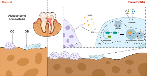 Figure 5 Pattern diagram for the mitigation of periodontitis-induced bone destruction by YNBY, which promotes osteoblast differentiation through inhibiting autophagy. The figure was created using Adobe Illustrator.