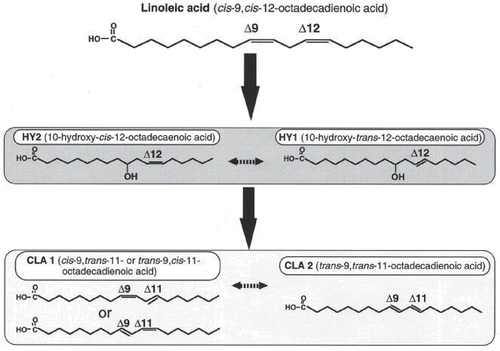 Figure 2. CLA production by Lactobacillus acidophilus. Adapted from Ogawa et al.[Citation19]
