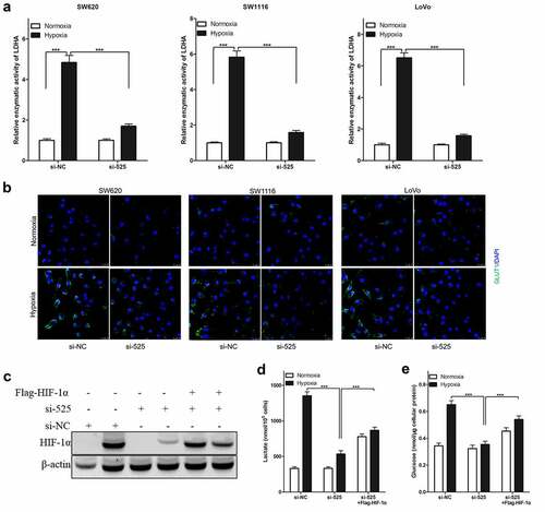 Figure 4. Effect of LINC00525 on hypoxic glycolysis is HIF-1α dependent.