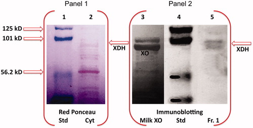 Figure 3. Western blot analysis of HTGC cytosol and XDH purified fraction. SDS-PAGE electropherogram relative to pre-stained standard proteins (Std), HTGC cytosol (Cyt) (input, 1% of the cytosol) stained with red Ponceau (Panel 1), is compared to Western blot of buttermilk XO (XO), Std, and the XDH purified fraction (IB, Western blotting; input, 1.7% of the Fraction I), immunostained with XO antibody, and detected by chemiluminescence (Panel 2). One representative of at least three independent experiments are shown.