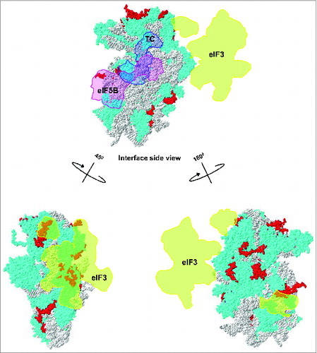 Figure 6. Ribosomal location of eukaryote-specific segments of conserved proteins from the small subunit relative to bound eIF3, ternary complex (TC) and eIF5B. Eukaryote-specific extensions are shown in red, all other protein moieties are in cyan and rRNA is in gray. The location of mammalian eIF3 densitiesCitation30 (shown in orange) and archaeal TCCitation30 (shown in light blue) are traced onto the 40S surface. The putative location of eIF5BCitation15 is shown in pink.