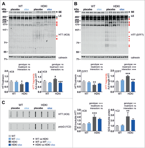 Figure 2. Olesoxime treatment reduces mHTT fragmentation in HdhQ111 knock-in mice. Effects of olesoxime on HTT fragmentation were analyzed by western blotting of half brain lysates from 3 months old wild type (WT) and heterozygous HdhQ111 knock-in mice (HDKI) receiving placebo or olesoxime-loaded diet (olsx). Full-length and fragment forms of HTT were assessed using the HTT-specific antibodies 4C8 (A) and D7F7 (B). Black arrowheads: full-length mHTT, gray arrowhead: full-length HTT, red arrowheads: HTT fragments, calnexin: loading control. SE: short exposure; LE: long exposure. (C) SDS-insoluble proteins were trapped on a nitrocellulose membrane and probed with the HTT-specific antibody 4C8 or the polyQ-specific antibody 1C2 to quantify the amount of aggregated HTT. Data were analyzed using 2-way ANOVA and Fisher LSD posttest; */#/+: P < 0.05; **/##/++: P ≤ 0.01 and ***/###/+++: P ≤ 0.001.
