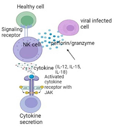 Figure 1 The role of natural (NK) cells in hepatitis B virus infection.