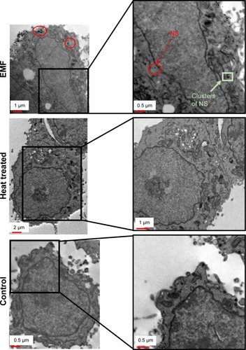 Figure 4 Silica nanospheres internalization by EMF-treated PC 12 cells.Notes: Typical TEM images showed that PC 12 cells exposed to an EMF of 18 GHz were able to internalize silica nanospheres (23.5 nm) and clusters (63.9 nm) as indicated by arrows. No nanosphere internalization was detected in the heat-treated and control groups. Nanospheres were also seen to cluster around the radiated cells (red circles).Abbreviations: EMF, electromagnetic field; TEM, transmission electron microscopy.