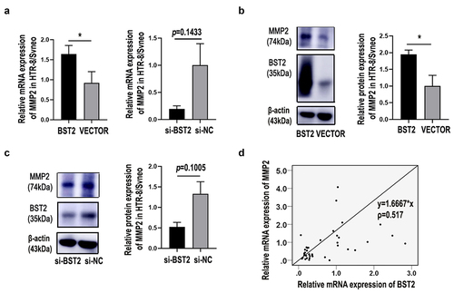 Figure 5. BST2 regulated MMP2 expression in preeclampsia. Relative MMP2 mRNA levels were detected by qRT-PCR in HTR-8/SVneo cells (a) transfected with BST2 siRNA (si-BST2) or control siRNA (si-NC) and BST2 overexpression plasmid (BST2) or blank plasmid (VECTOR). Western blotting was performed to detect BST2 and MMP2 protein expression in HTR8/SVneo cells transfected with plasmids (b) or siRNAs (c). The BST2 and MMP2 relationship in PE placental tissues was determined by the Pearson correlation coefficient (d). *p< 0.05.
