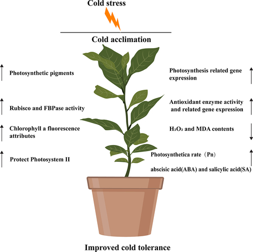 Figure 9. Schematic representation of the positive role of cold acclimation (CA) on cold tolerance in citrus plant.