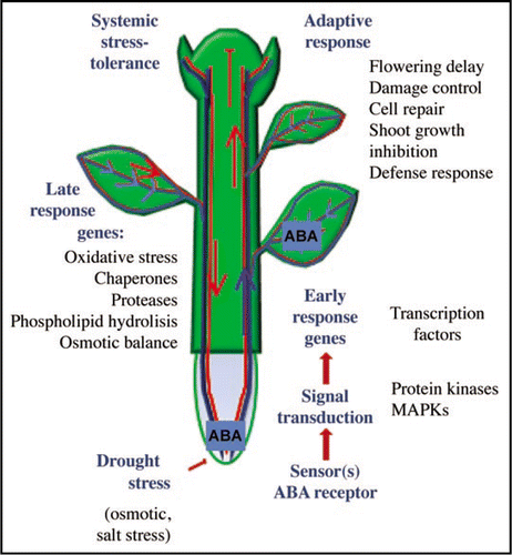Figure 1 Model for the systemic response to drought in plants. An initial stimulus (hardening of the soil) is perceived by the root cap. ABA (blue rectangles) is then synthesized and transported through the transpiration stream (blue arrows) to mature leaves, where it induces stomatal closure. On the other hand, ABA is perceived in most cell types, first at the level of the roots and then systemically, where a signal transduction cascade through protein phosphorylation ensues. Here, transcription factors activate in turn genes coding for proteins or enzymes with a protective function. Some of the resulting signals (low molecular weight compounds, proteins and/or RNA) may be transported long-distance through the phloem (red lines) from mature leaves to developing tissues, resulting in a truly systemic response to drought stress. The blue arrow indicates ABA and its transport to systemic tissues, while the red arrows denote signals induced by ABA and transported through the phloem to other tissues. The upper red arrow close to the shoot apex indicates inhibition of growth and flowering.